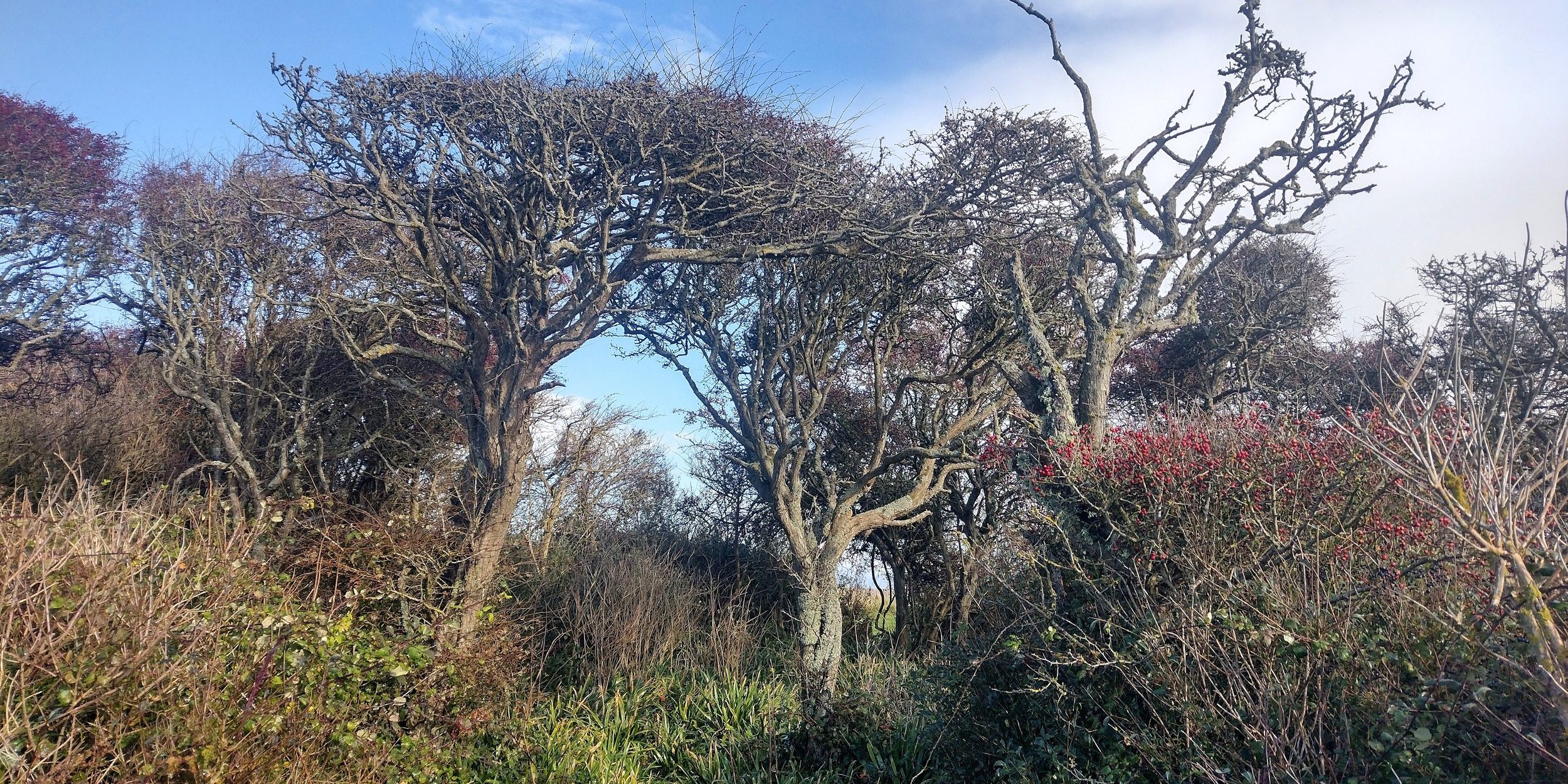 attachment-5eb809e1c353530f49c46529