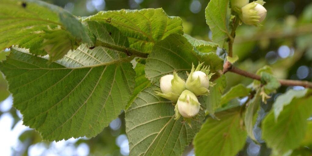 attachment-5f3d413b9cd0a07d8f8c1994