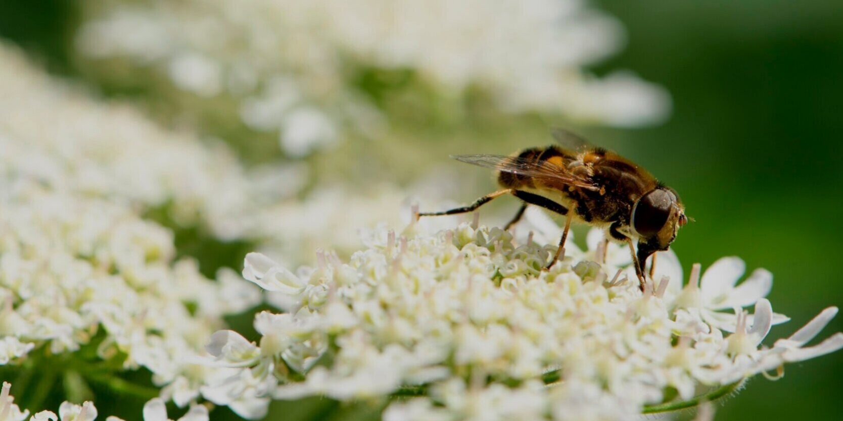 attachment-605b4a89d00ed30f0279eeaf