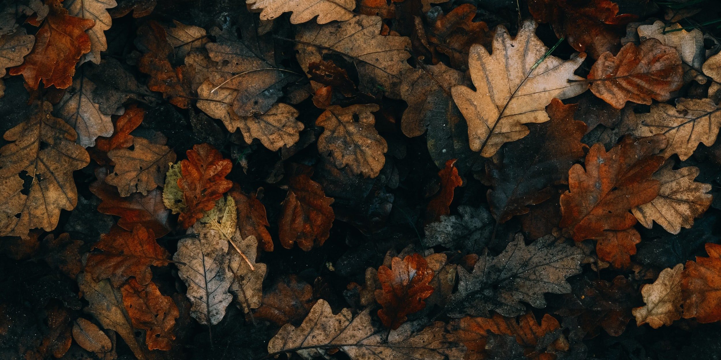 attachment-619e3be347e2e417ae87a2b2