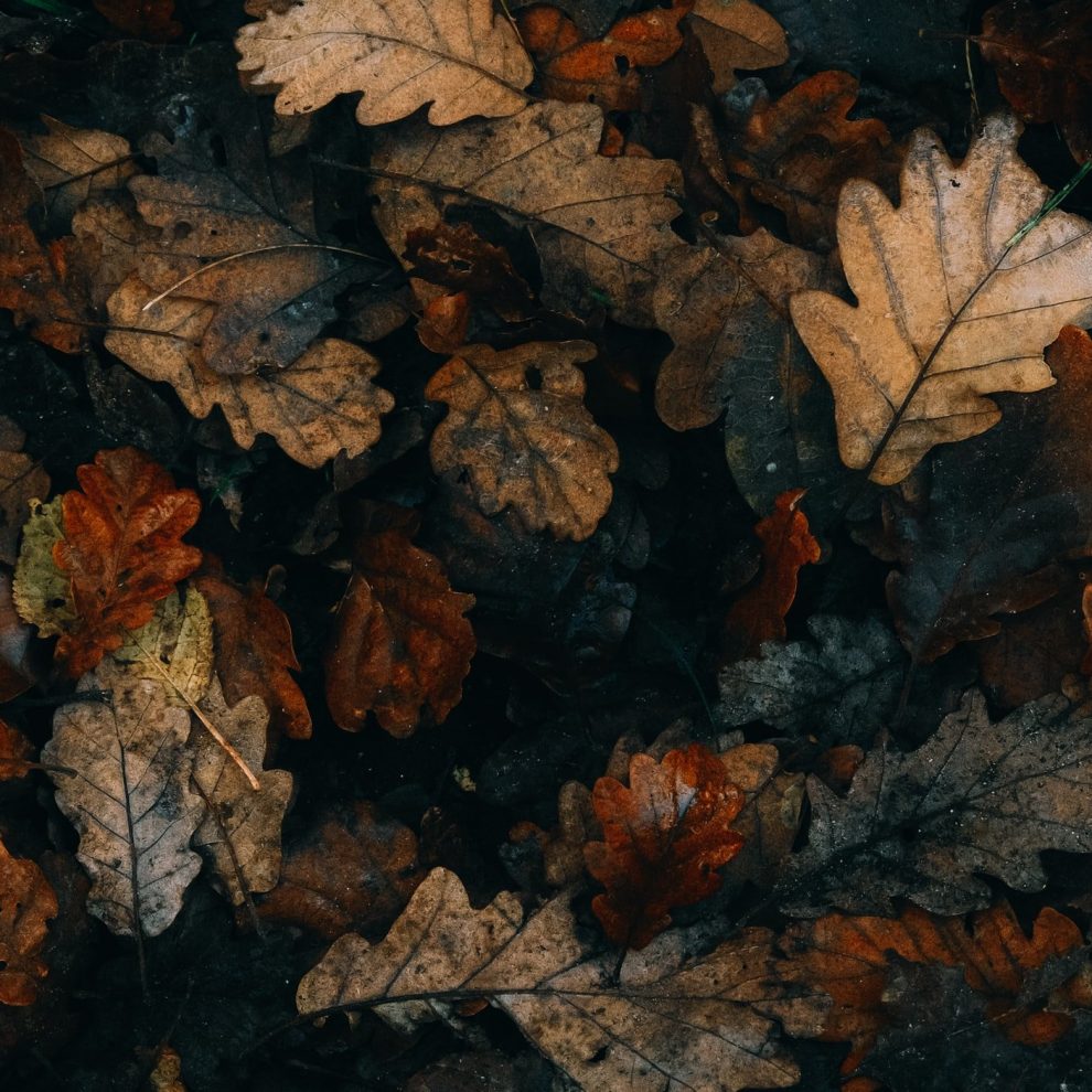 attachment-619e3be347e2e417ae87a2b2